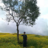 akhileshthapliya