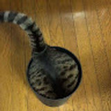 chininku