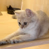 lili2