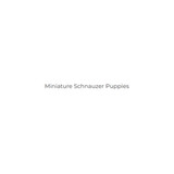 schnauzerpups