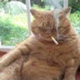 gatinhofumante02
