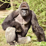 harambe