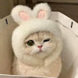 linhnguyen22